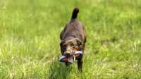 doggo_fetch_disc_05