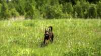 doggo_fetch_disc_06