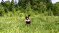 doggo_fetch_disc_07