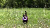 doggo_fetch_disc_08