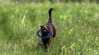 doggo_fetch_disc_09