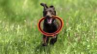 doggo_fetch_disc_10