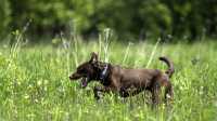 doggo_fetch_disc_11