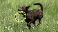 doggo_fetch_disc_12