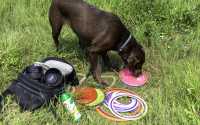 doggo_fetch_disc_13