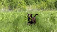 doggo_fetch_disc_14