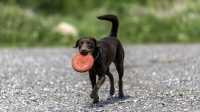 doggo_fetch_disc_15