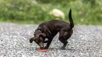 doggo_fetch_disc_16