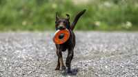doggo_fetch_disc_19
