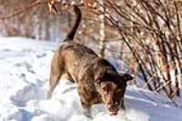 18_r6mk3_70-200-taiga_snow