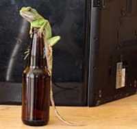 lizard_beer