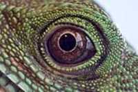 lizard_eye