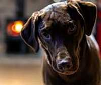 r6mk3_70-200Z_first_taiga_fire