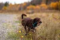 taiga_run_frisbee_autumn