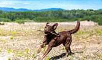 taiga_stick_running