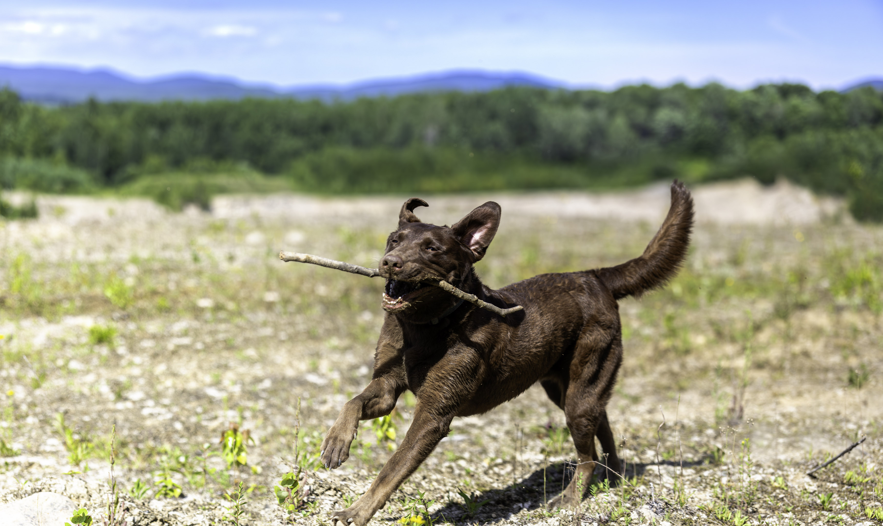 taiga_stick_running