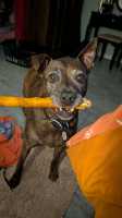 chien_a_ben