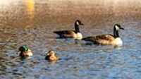 duck_water_canada_goose