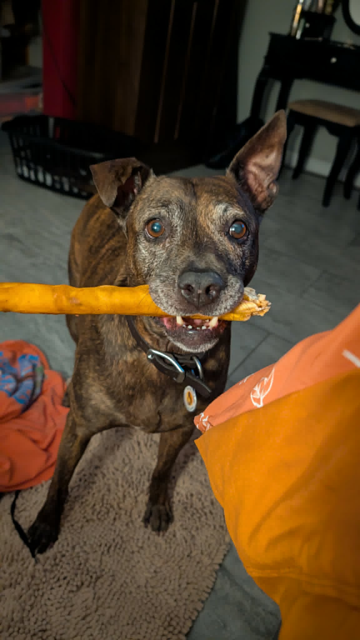 chien_a_ben