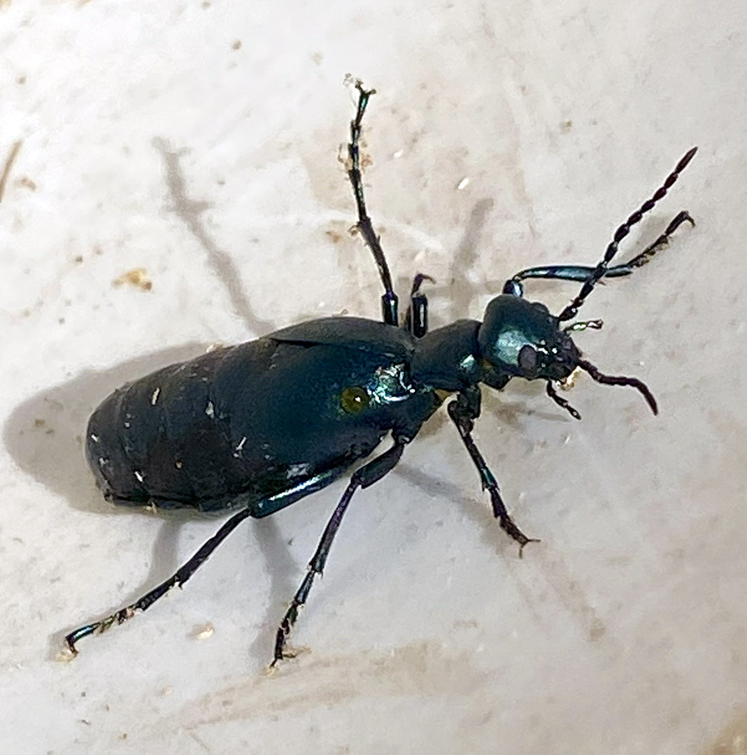 insecte_vert_metallique