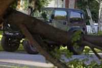 neighbor_broken_tree_jeep