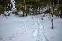 snowshoes_traces_snow_forest