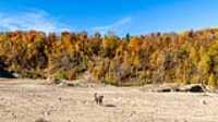 taiga_autumn_quarry