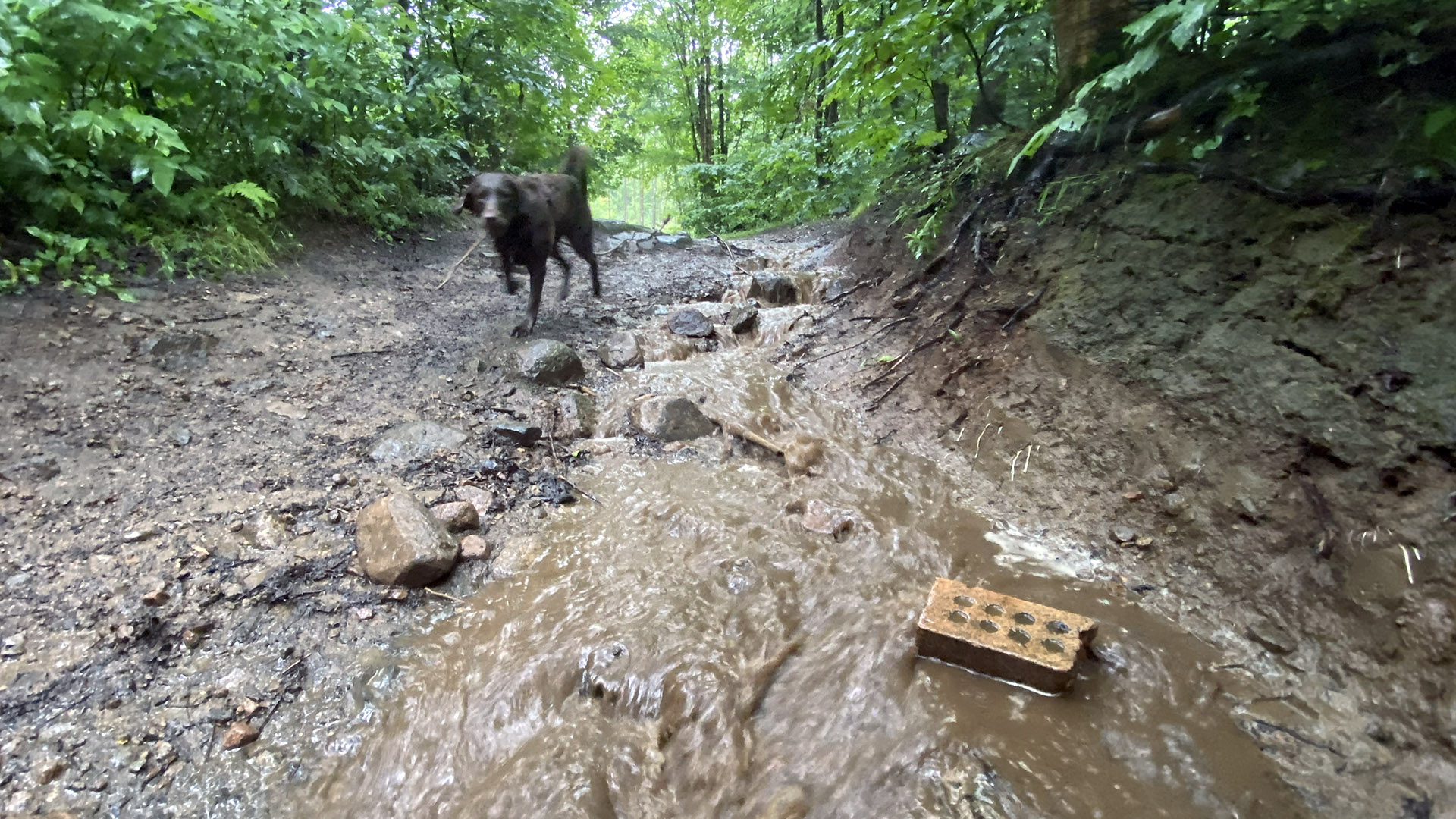 heavy_rain_trail
