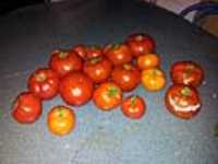 jardin_tomates_10