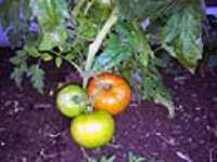 jardin_tomates_5
