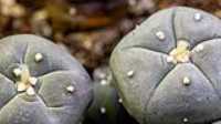 cactus_pousse