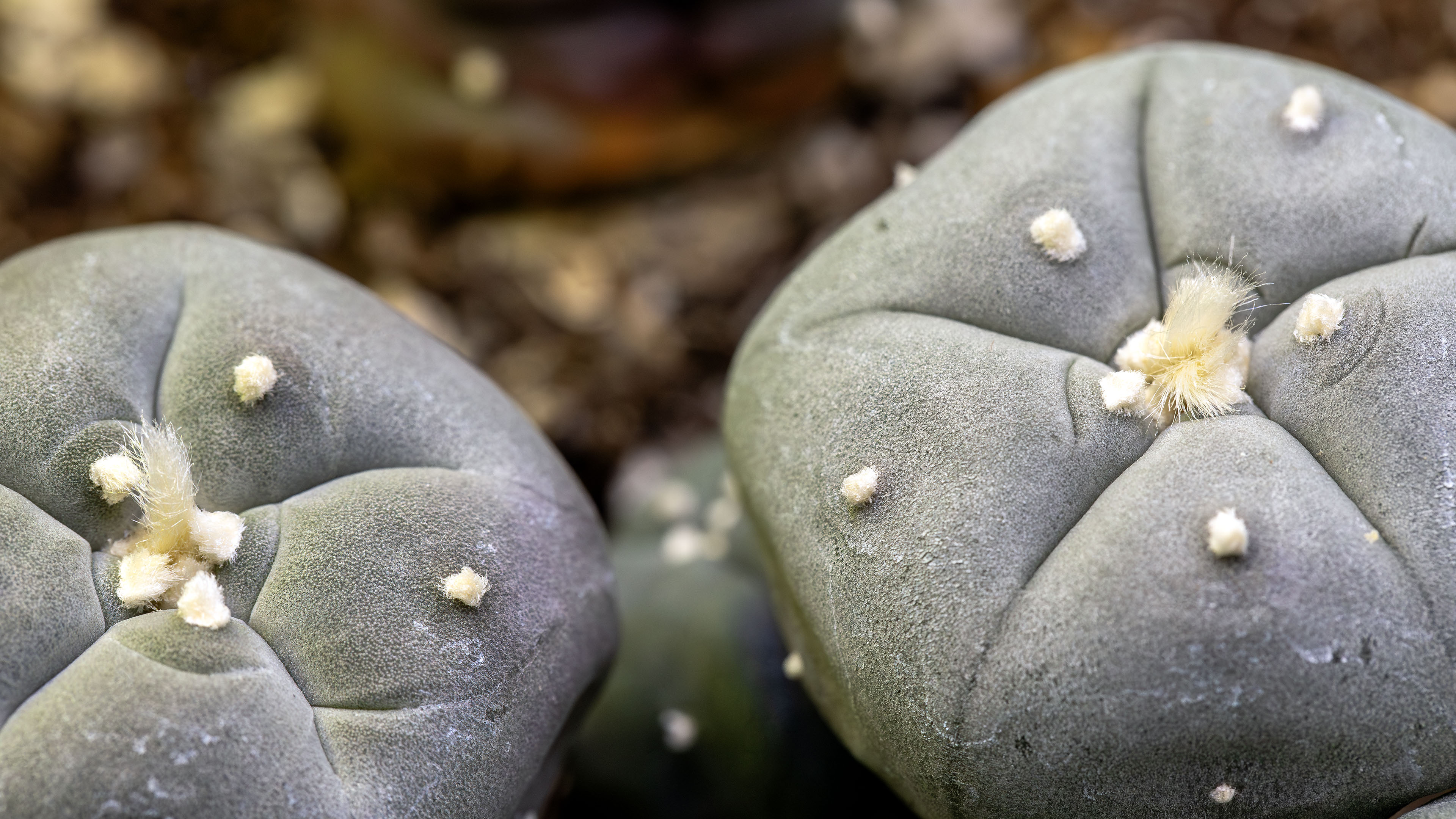 cactus_pousse